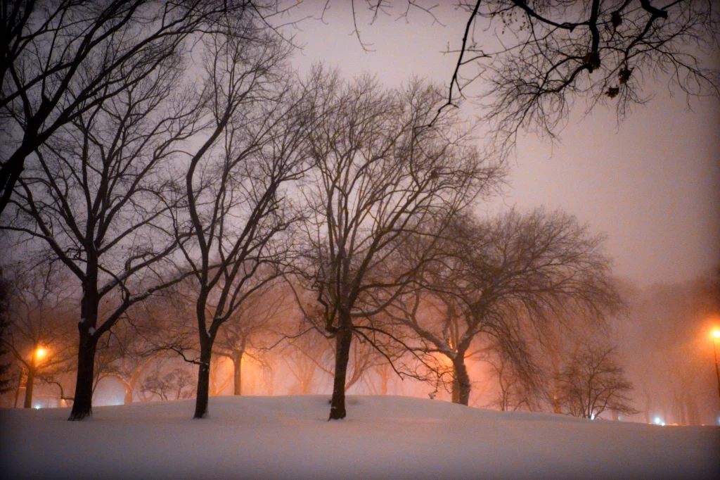 Central Park Trees silhouetted softly against the Manhattan sky.